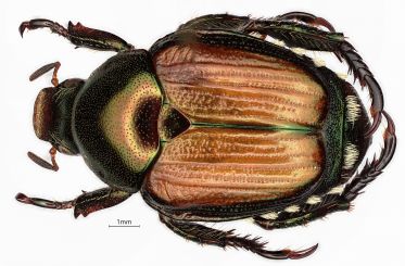 Popillia japonica dorsal