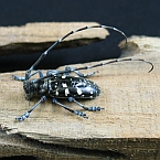 Asian Longhorn beetle