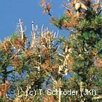 Fusarium circinatum an Pinus radiata